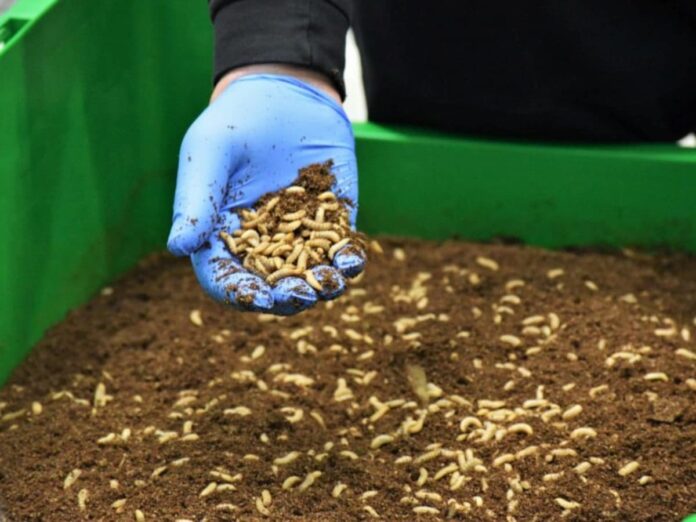 el residuo olivícola como respuesta a la dependencia proteica europea Larvas de mosca soldado negro utilizadas por InsectBiotech para bioconvertir alperujo en proteínas y aceites para nutrición animal