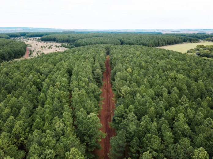 la carrera para convertir el potencial forestal argentino en una industria de escala Forestoindustria argentina y plantaciones forestales del Litoral