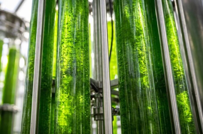 Un 'túnel' para la luz solar: logran producir seis veces más algas sin usar electricidad fibras ópticas de hidrogel distribuyen luz solar en un sistema de cultivo de algas para producción de biocombustibles