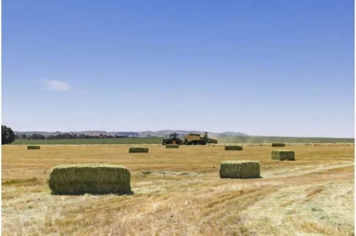 Lote de forraje en Australia monitoreado con sensores remotos y agricultura digital para medir sostenibilidad