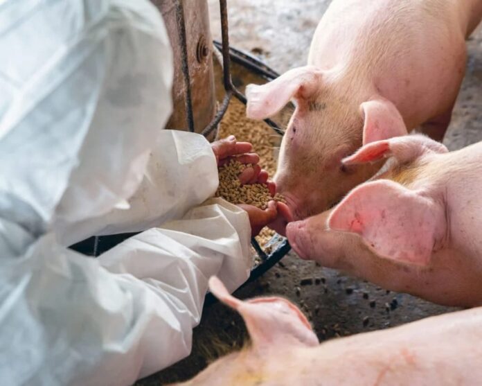 alimento balanceado ganaderia alimento balanceado para la nutrición animal
