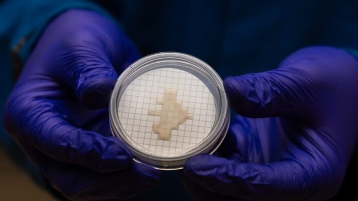 buscan que el metano de los residuos también pueda convertirse en un material de alto valor Investigador analiza en laboratorio un cultivo de bacterias para producir bioplásticos PHA a partir de metano