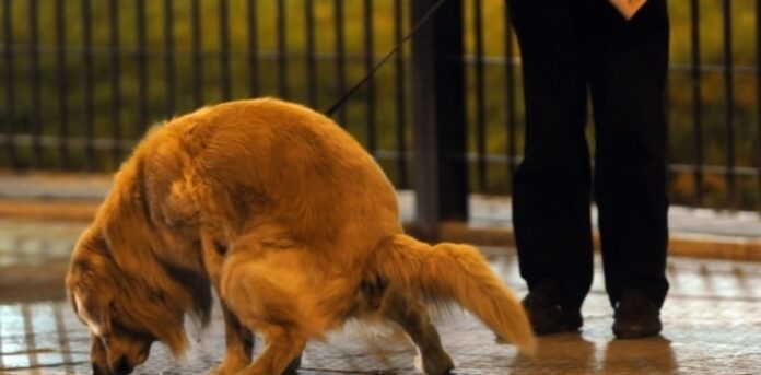 científicos mexicanos demuestran que el proceso más simple también es el más eficiente Un equipo de la UNAM evaluó distintas estrategias para transformar excretas de perros en combustibles renovables. El estudio comparó rutas para producir hidrógeno y metano y analizó qué combinación ofrece mejores perspectivas técnicas y económicas.