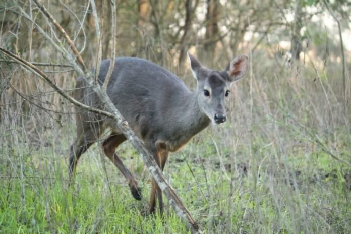 la otra cara de los bosques argentinos Producción forestal y conservación en Argentina: tres casos
