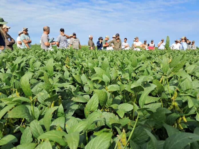 Lote de soja en la región núcleo argentina, campaña de variedades de soja ACA Neogen
