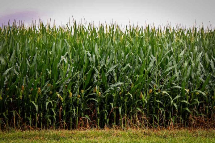 Campaña gruesa Profertil Nutrición del maíz en la campaña gruesa 2026/27