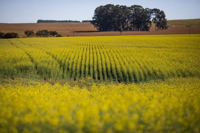 el boom de la siembra de canola en el sur de Brasil Cultivo de canola en floración en Rio Grande do Sul, Brasil