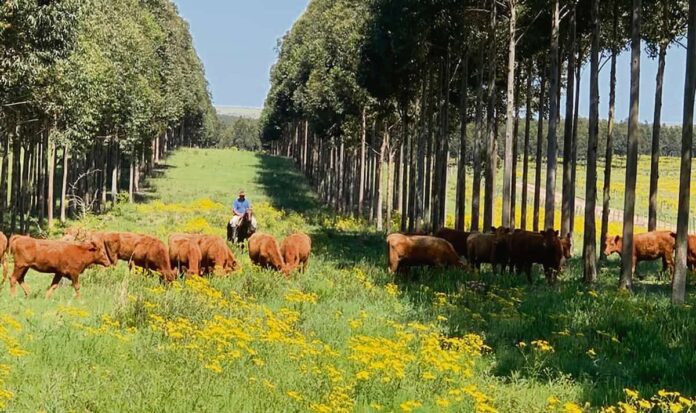 Estrategia de bioeconomía de Uruguay con hoja de ruta hacia 2050