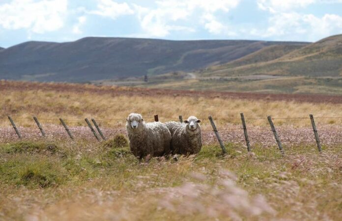 ganaderia ovina en Tierra del Fuego Bioherbicida para pilosella en pastizales de Tierra del Fuego