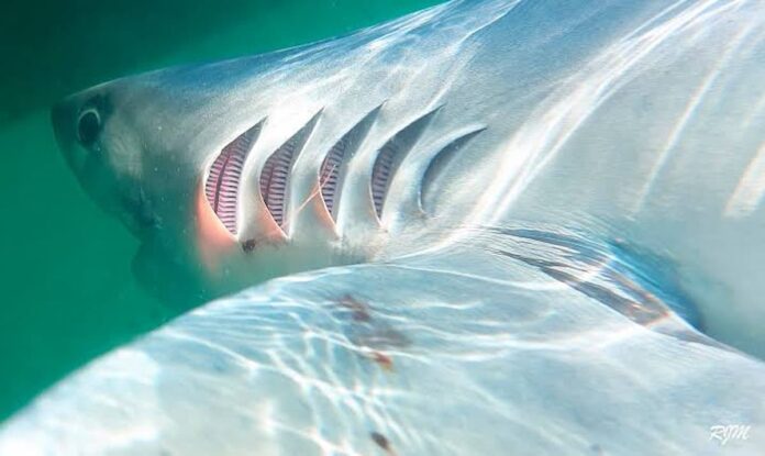 branquias de peces para desalinización solar