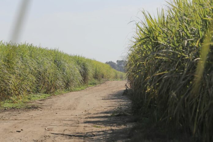 oLF4Ml1aiPCR2UCmsa6y La zafra supera los 23 millones de toneladas de caña molida y se proyecta hacia fin de año