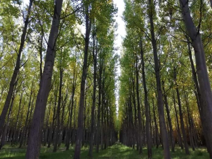 por qué usar los bosques puede ser una forma de conservarlos osque gestionado de forma sostenible con árboles maduros y vegetación natural
