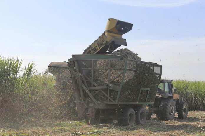 Las lluvias no dan tregua, pero la zafra avanza y ya superó las 22 millones de toneladas de caña molida